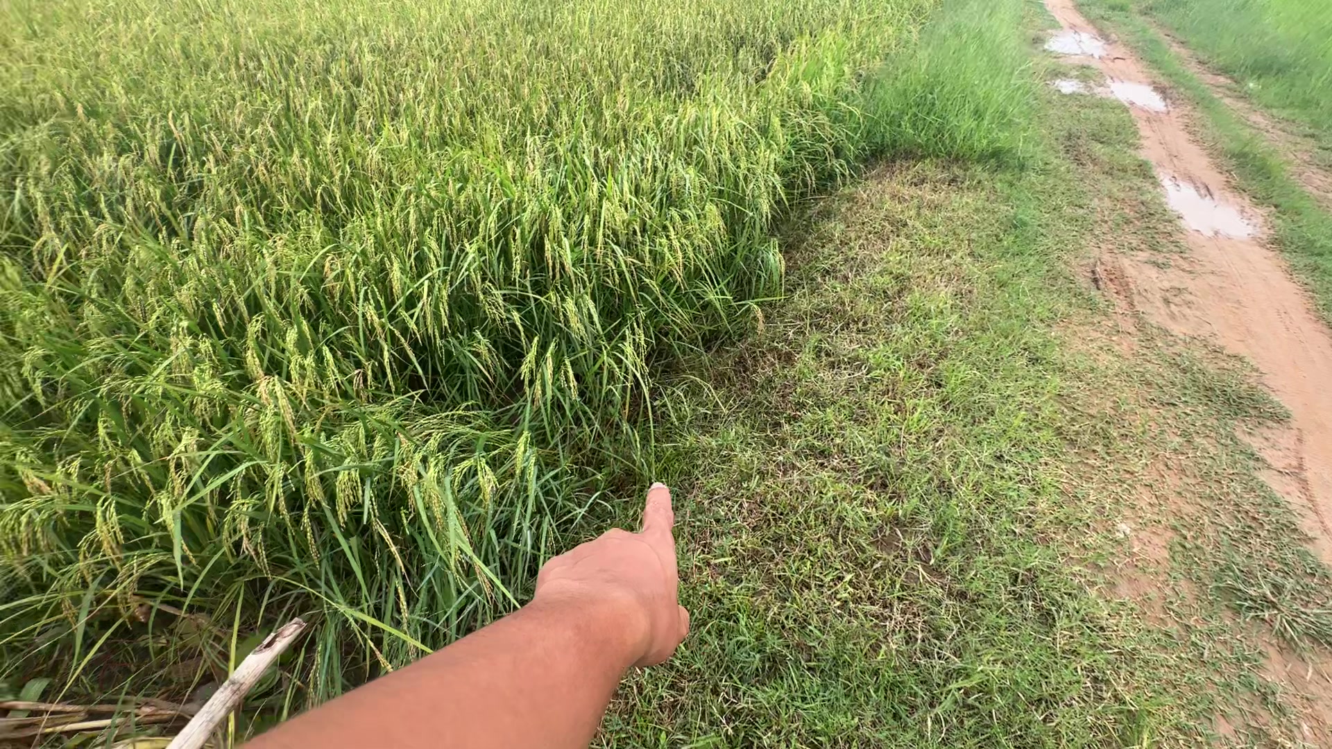 @សឿន វណ្ណា - सोएन् वण्णा 🌾💚🌅