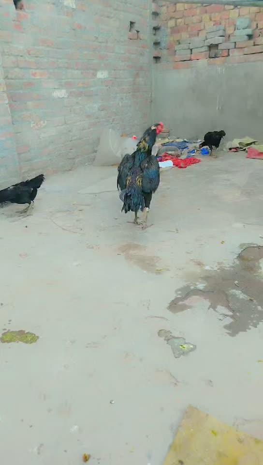 @shaangujjar222