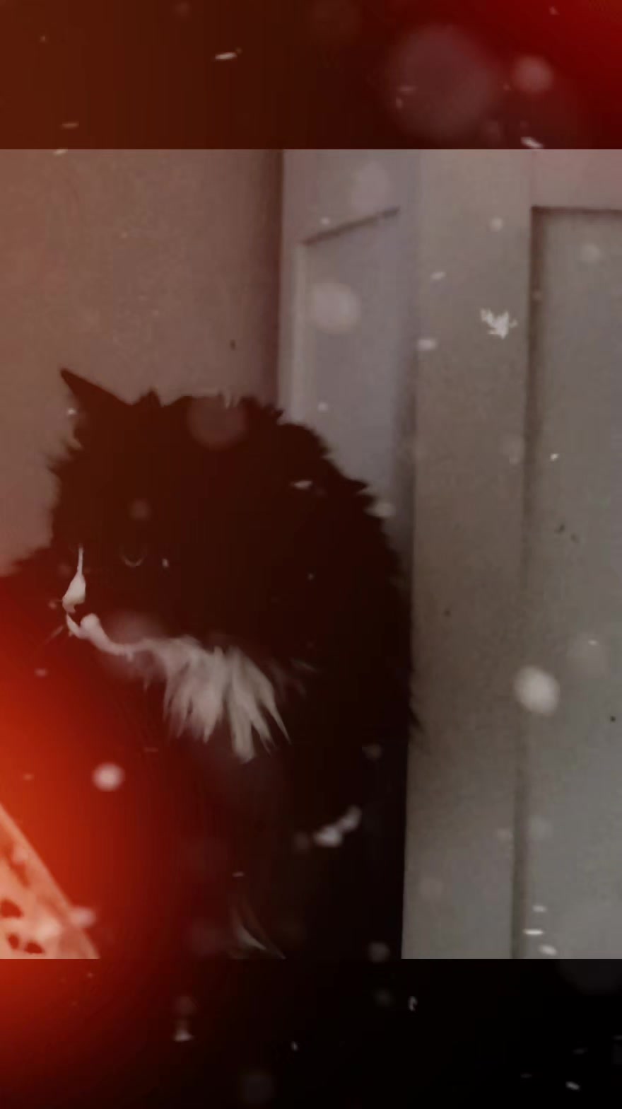 @AtticaTheTuxedoCat