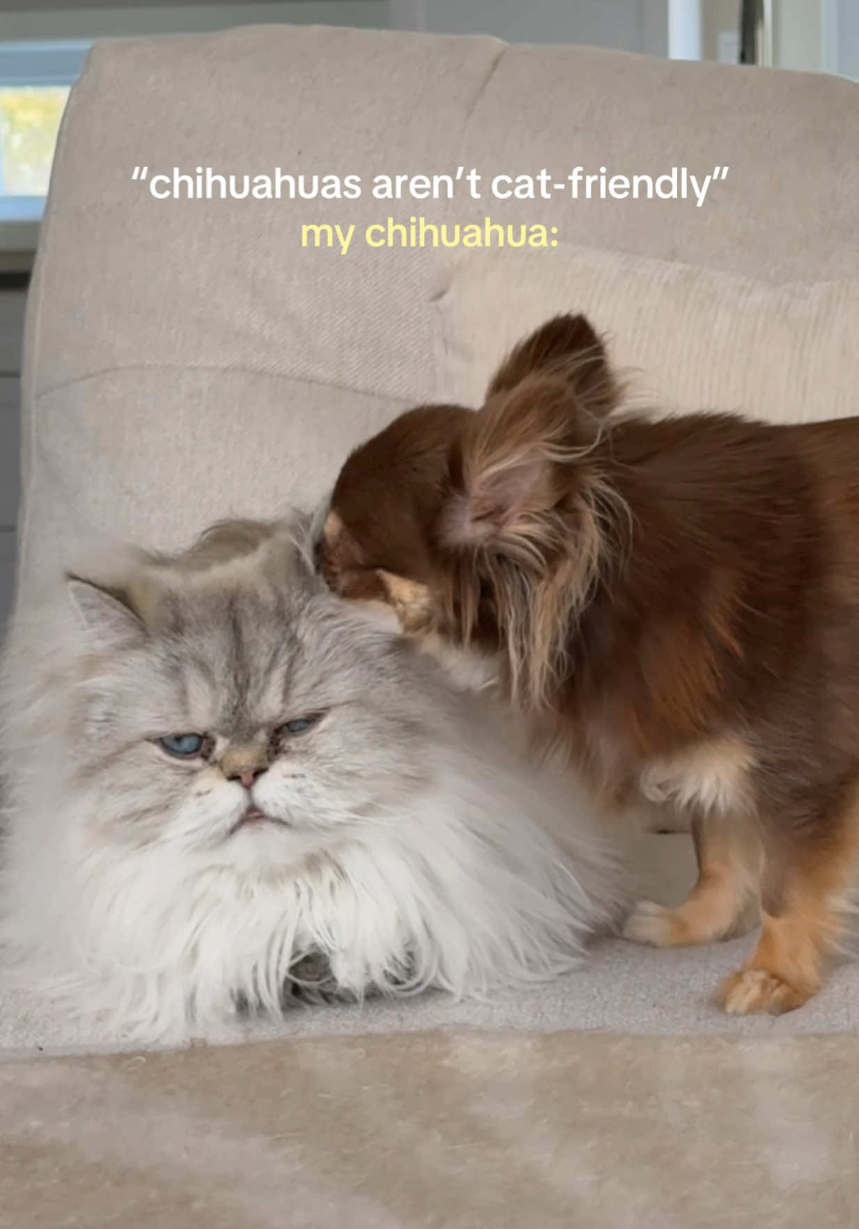@Lou the Chichi