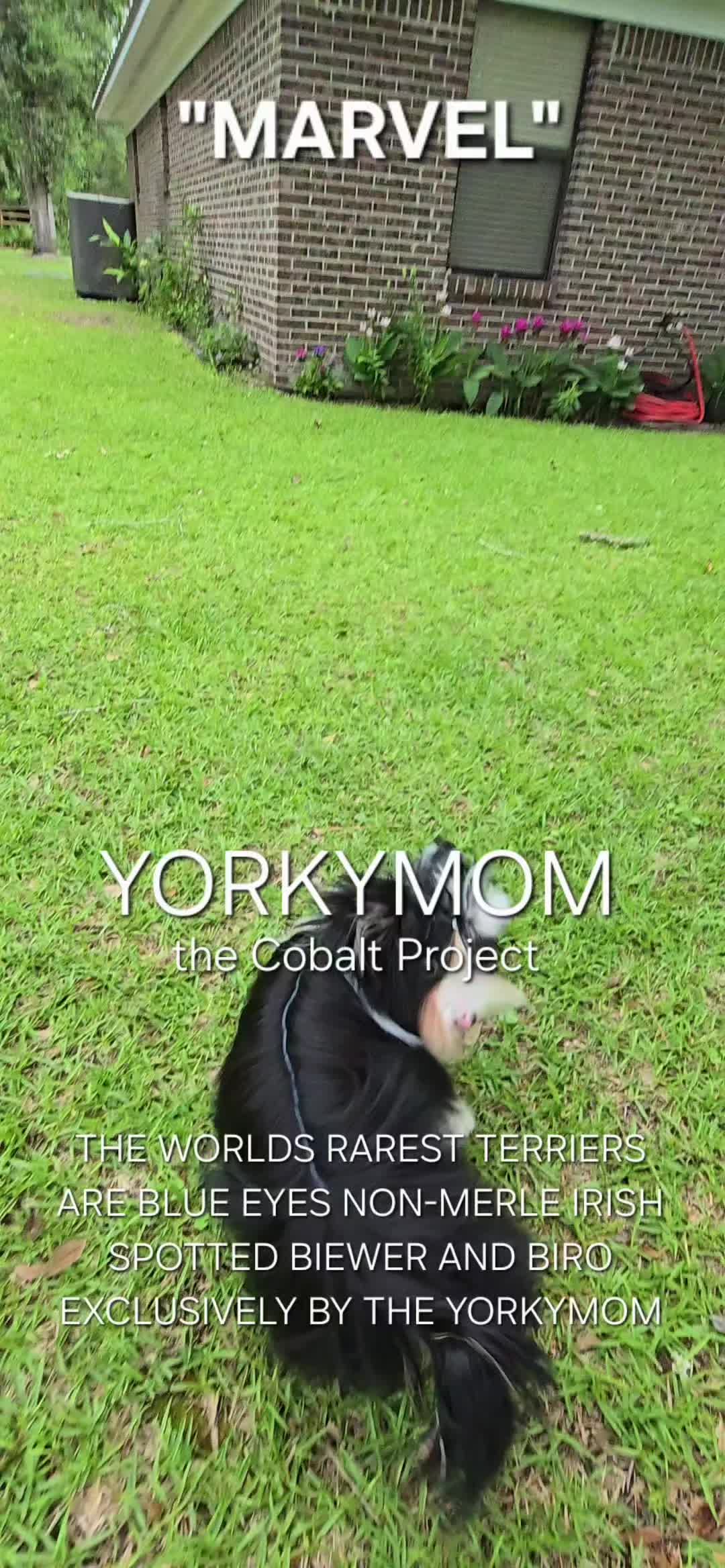 @theYorkymom