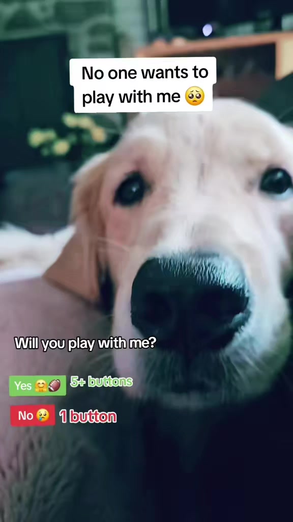 @🐶Griffin