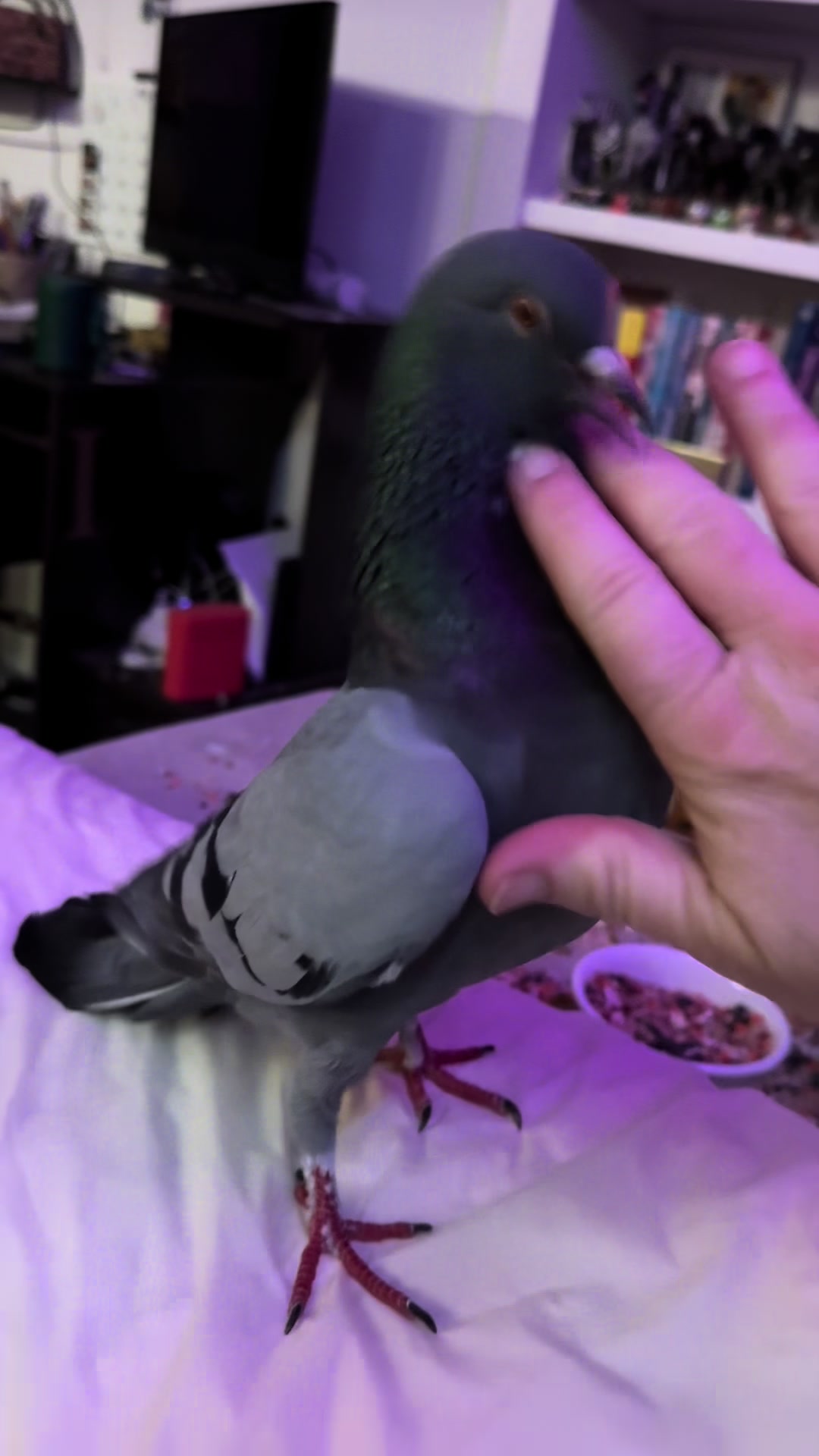 @Beebee The Pigeon