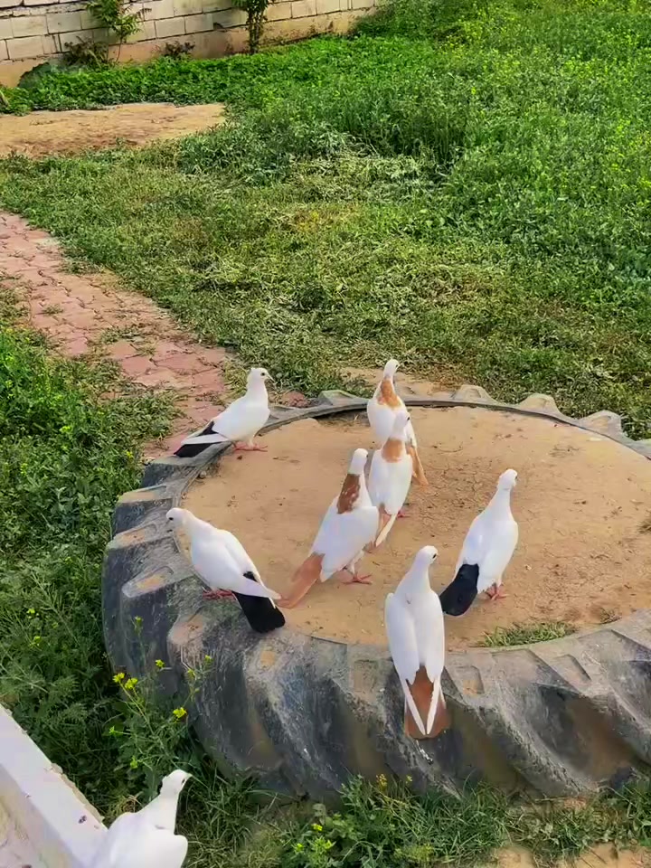 @Özkan Ulurak