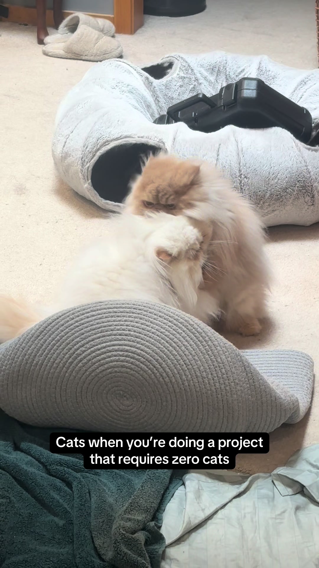 @cheddarandgidget