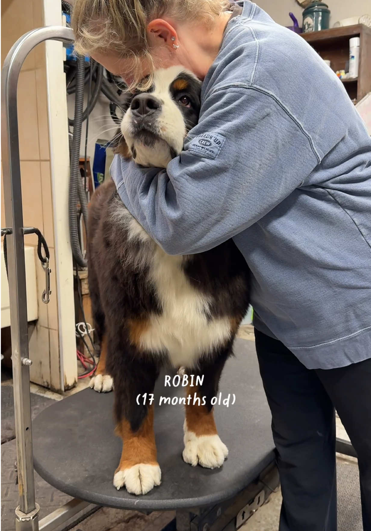 @Alpenspirit Bernese