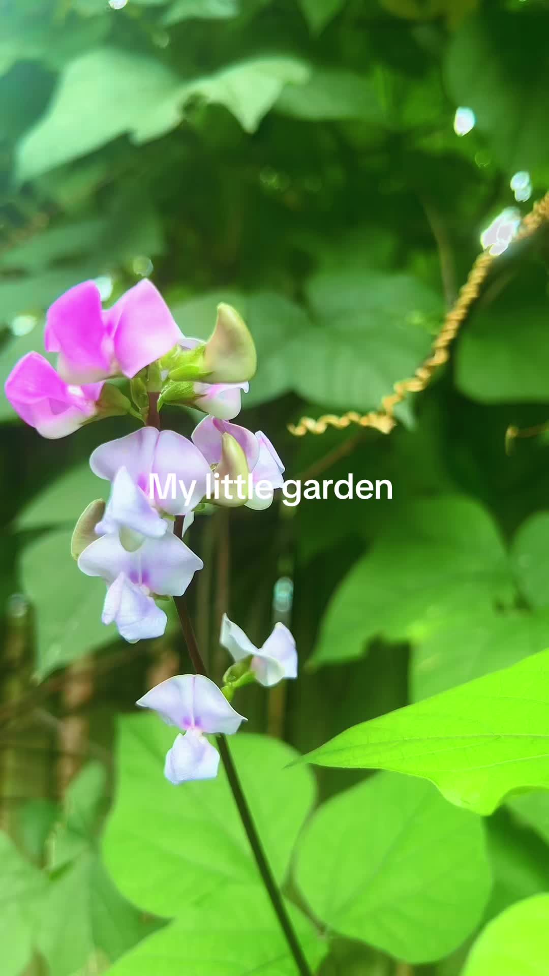 @😘😘🥀🇺🇸love_m0nu🇧🇩😘😘