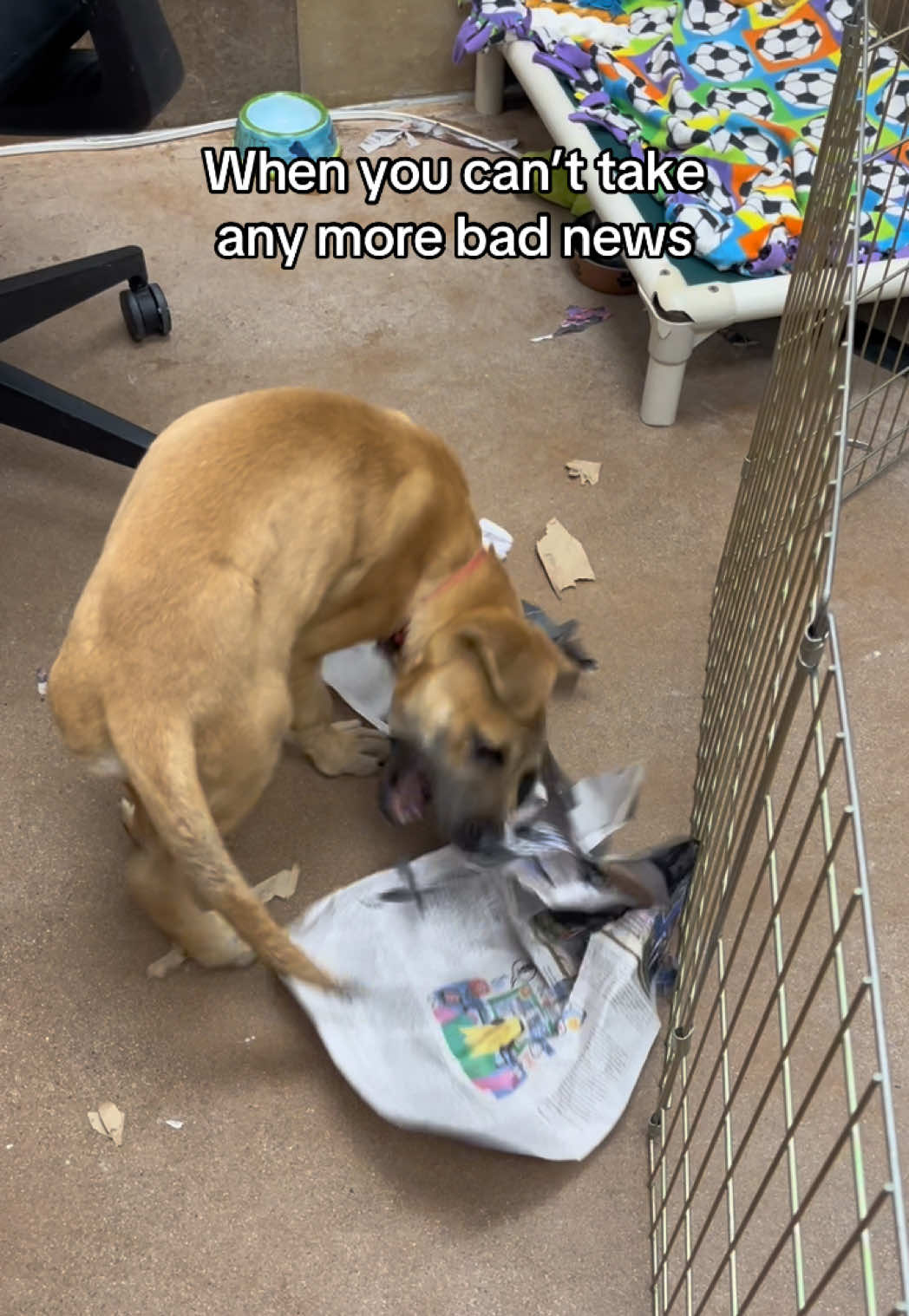 @Animal Friends Alliance