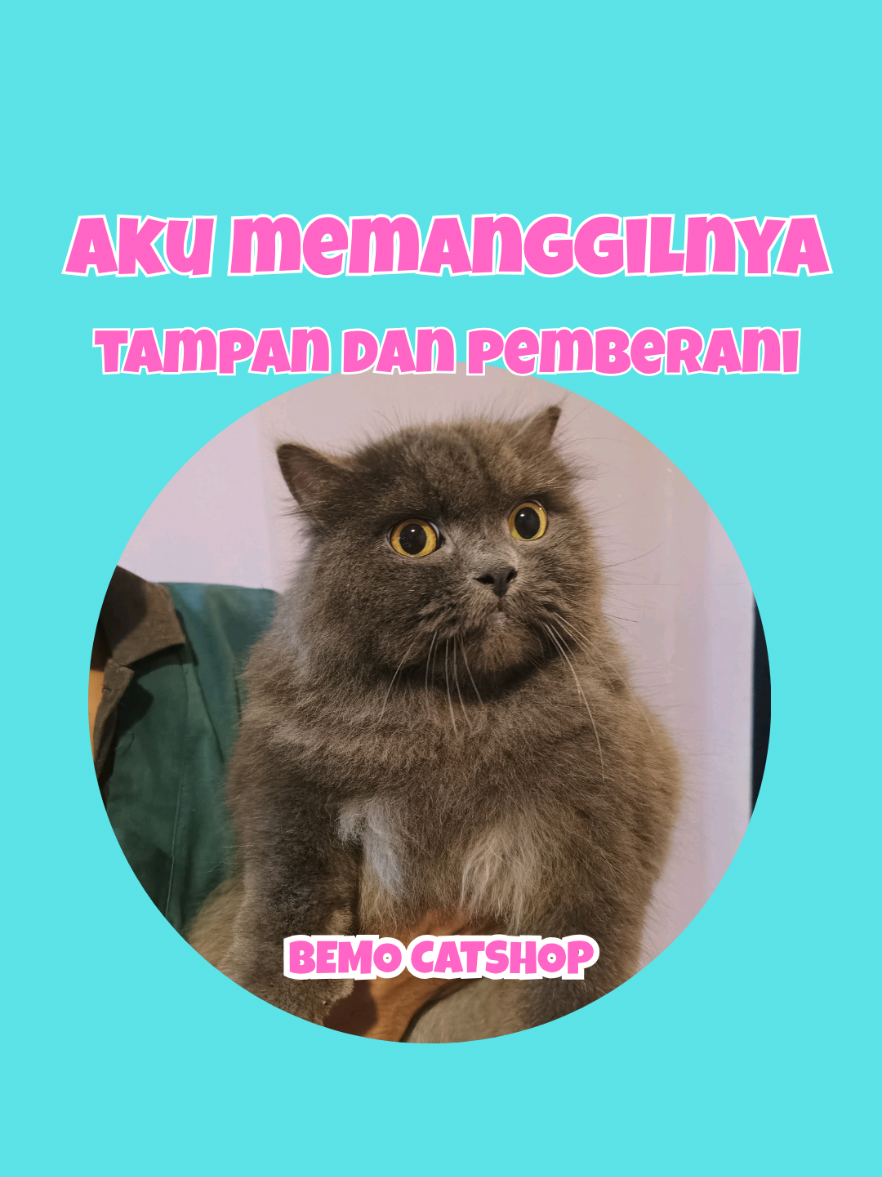 @Bemo Catshop