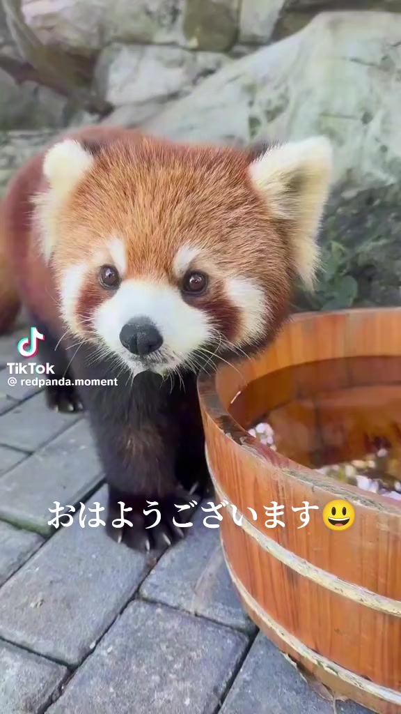 @クマ🐻(うえぴー）✊️❌️🐤