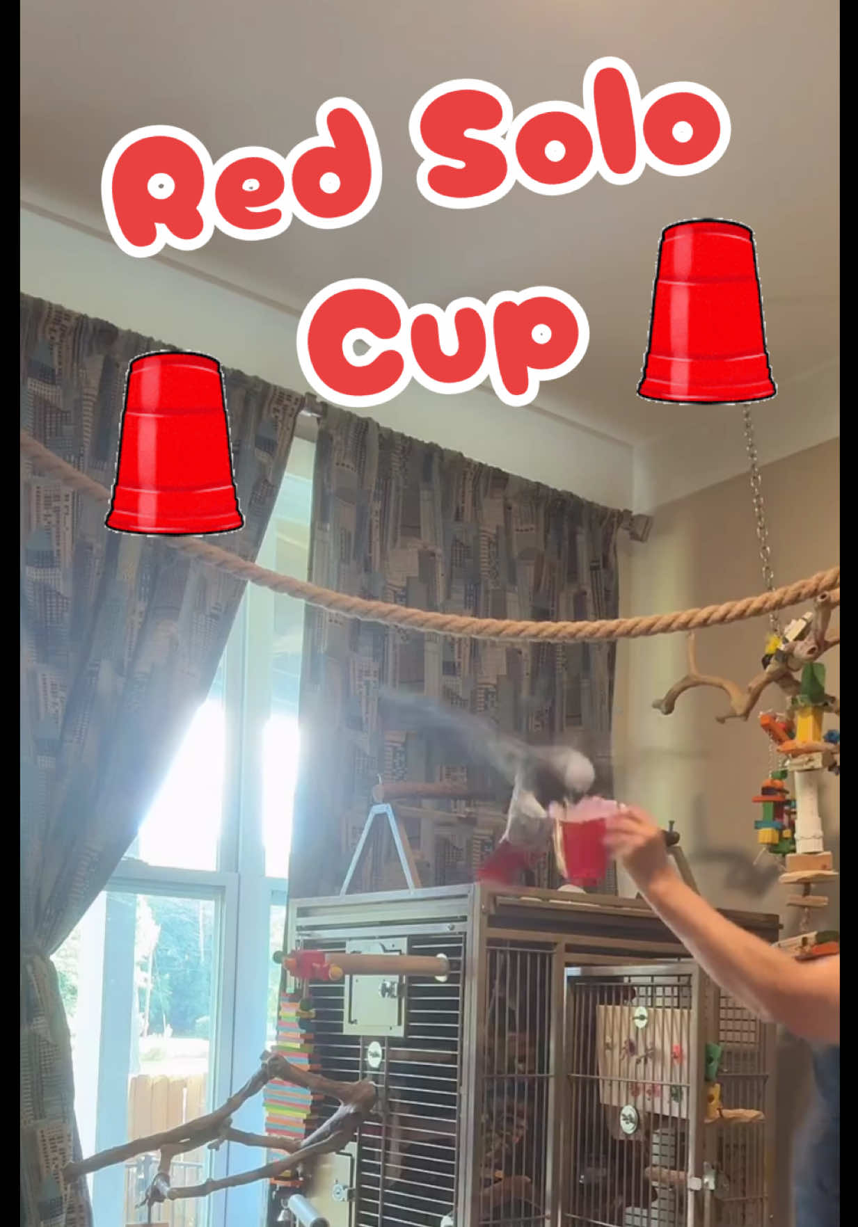 @thehinzoo
