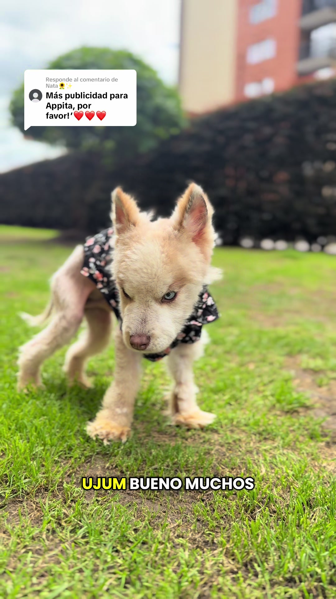 @🐺MiFamiliadehuskies🐾