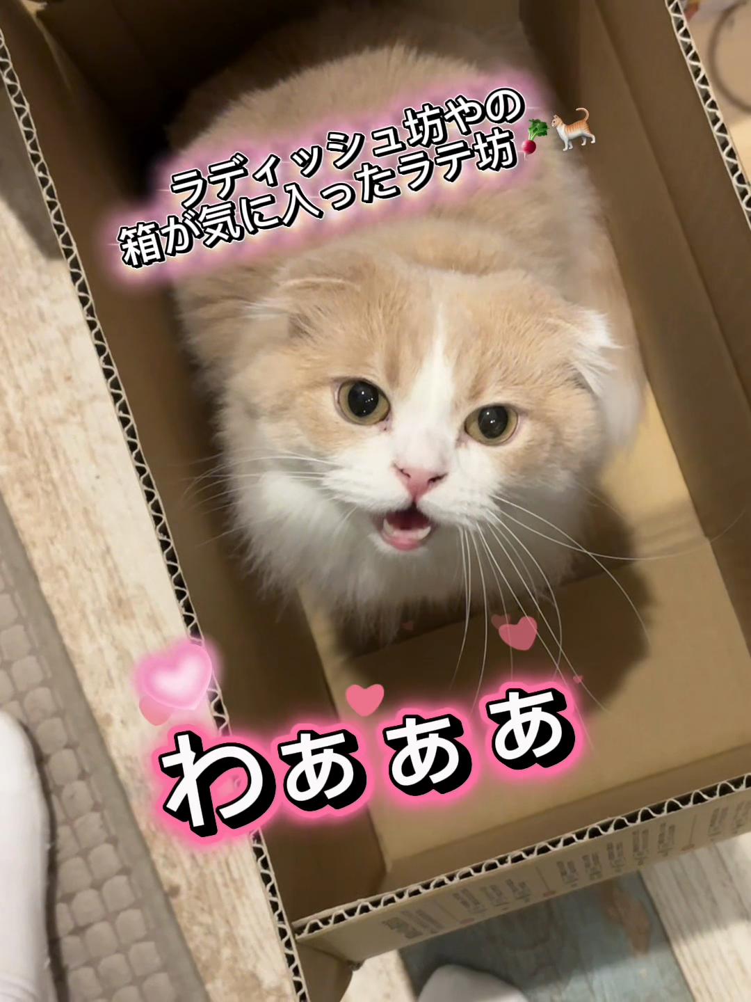 @くるラテ