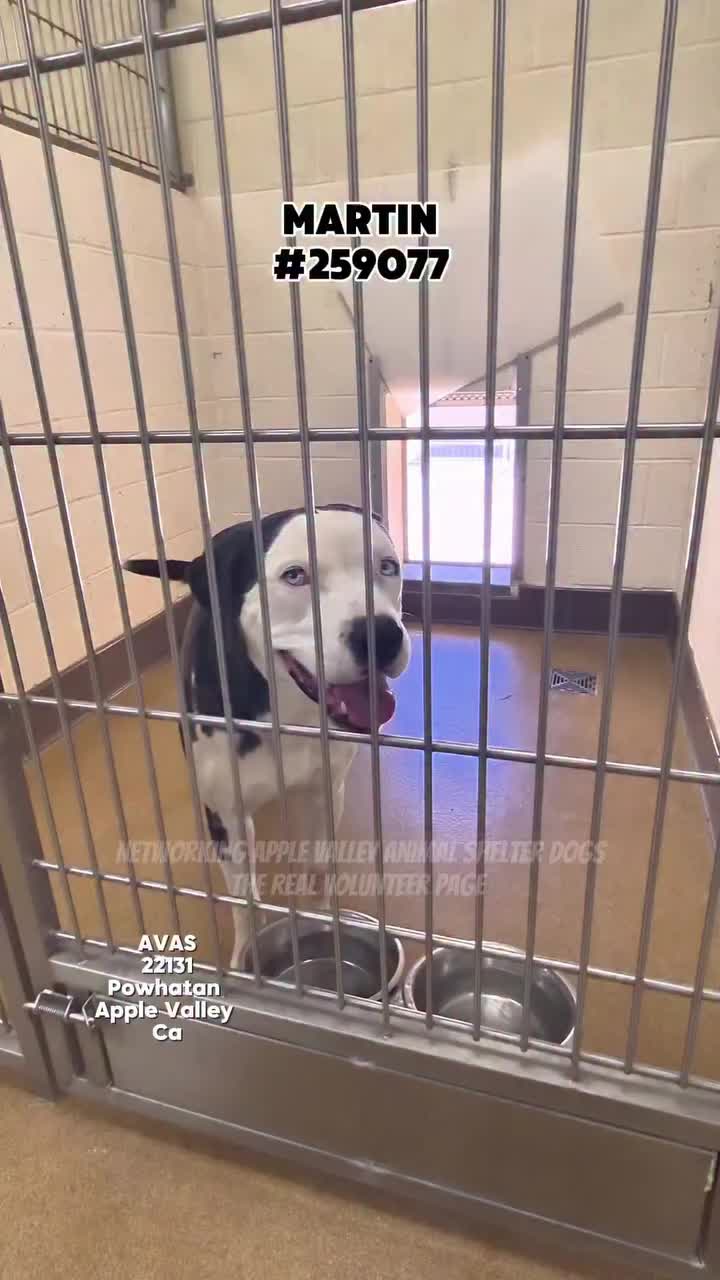 @Cane Corsos