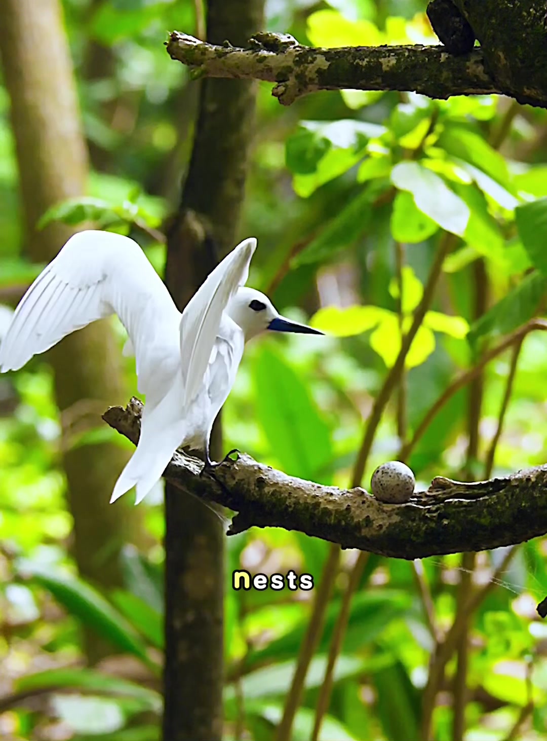 @look animals