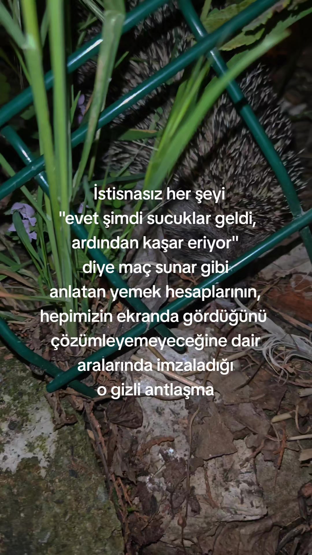 @Cihanell