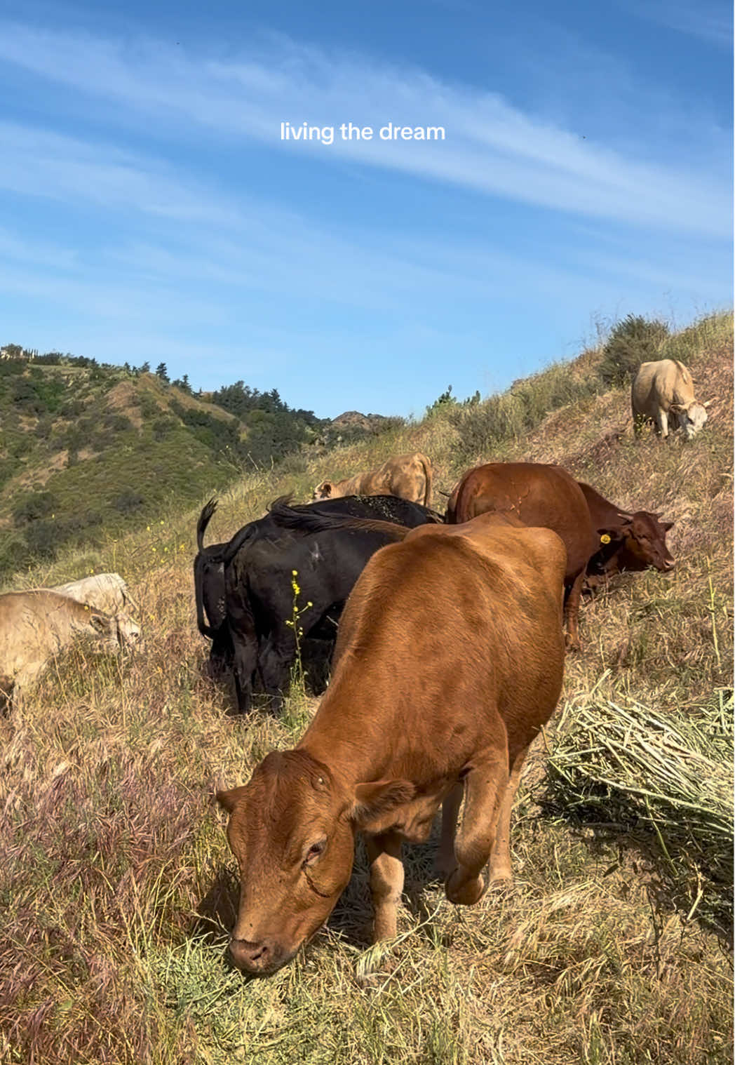@myranchdiary