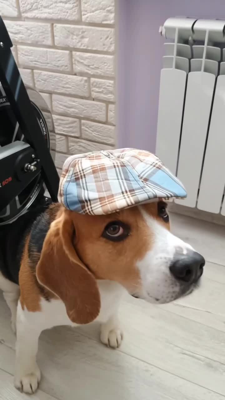 @Бигль Сэм и его семья.