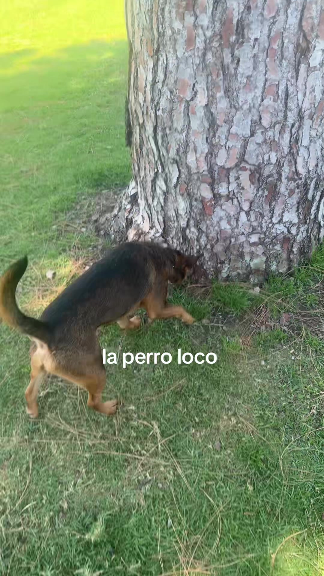 @ryan garcia