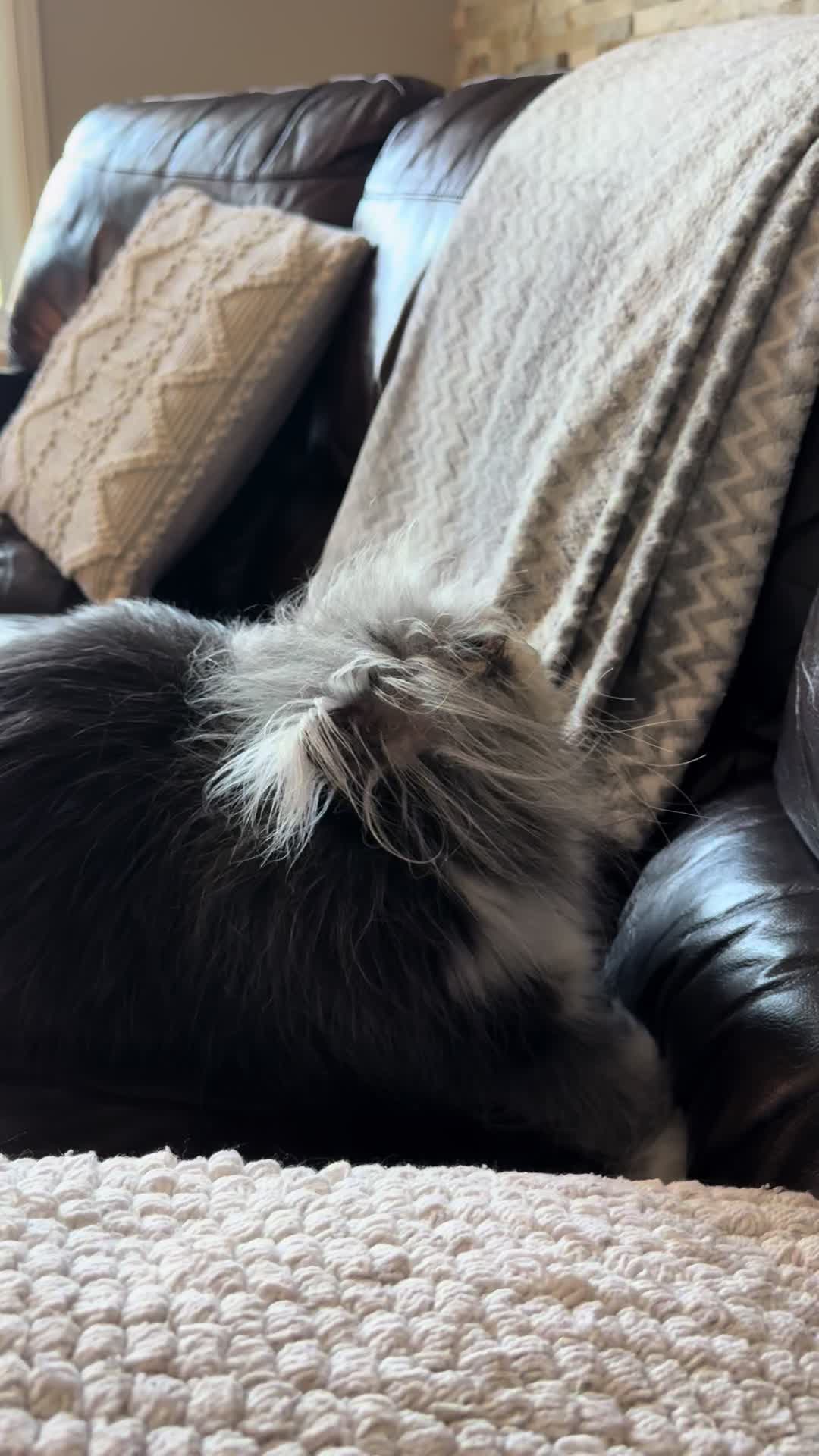 @atchoumthecat