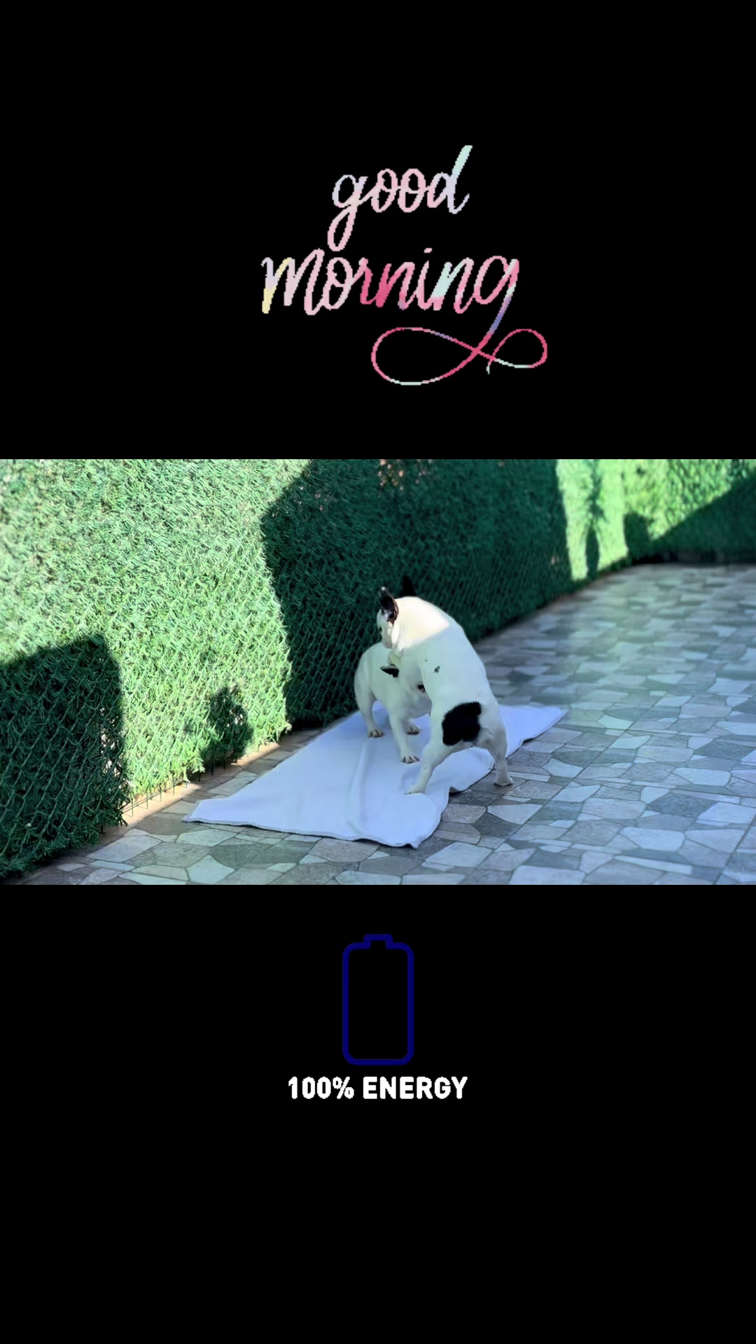 @Bosphorus Bulls French Bulldog