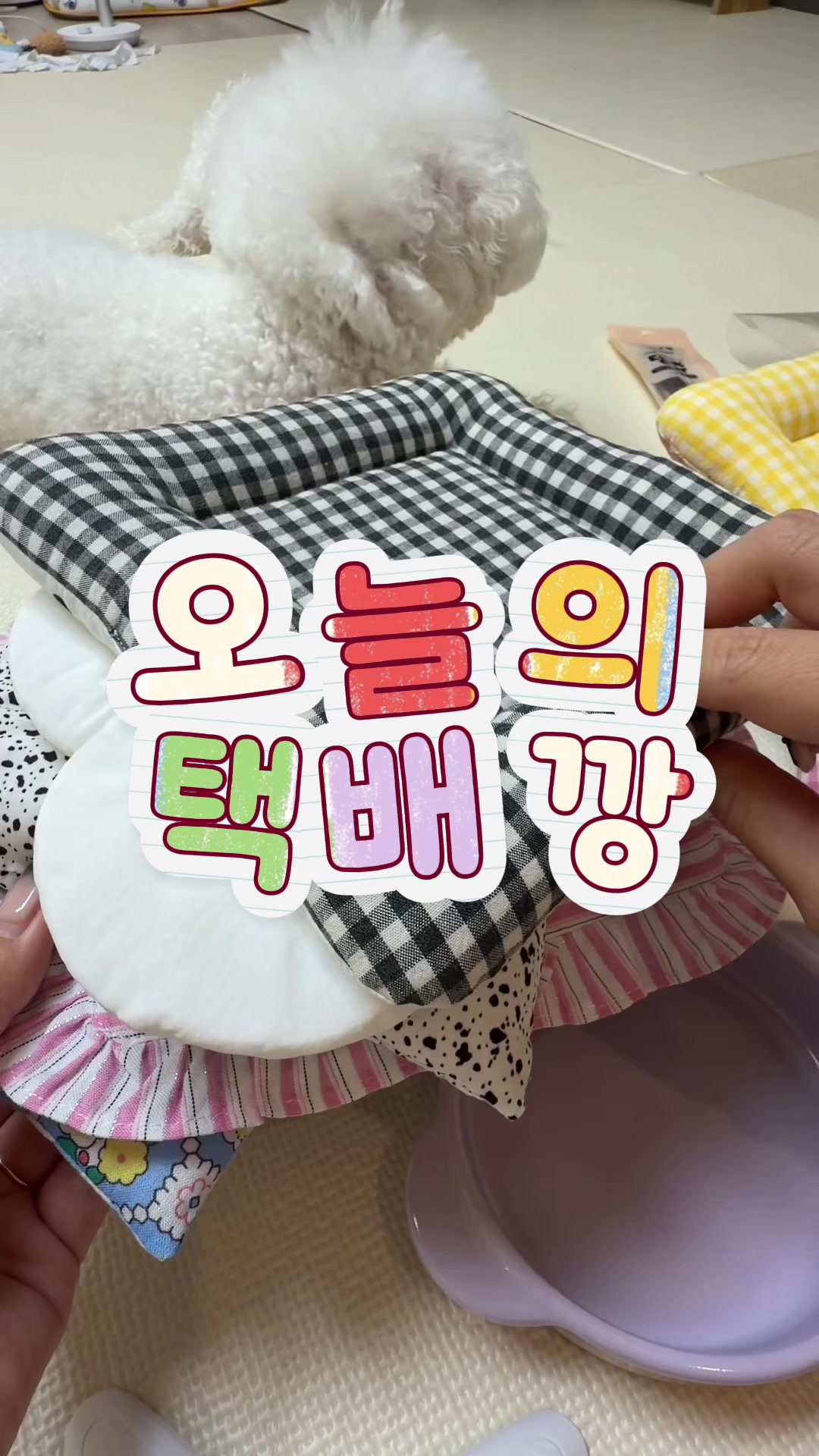 @jeju_kiki
