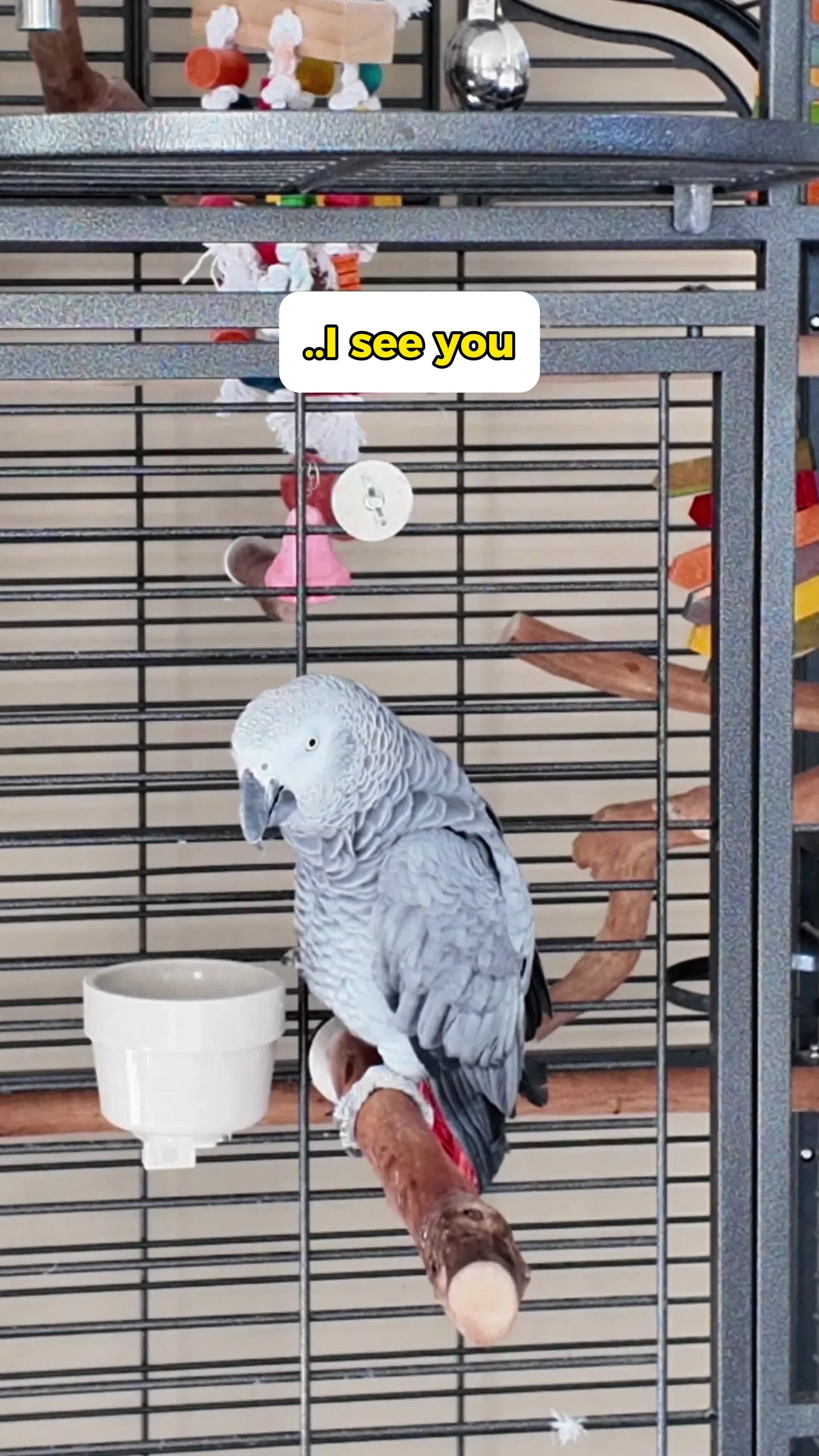 @Gizmo The Grey Bird