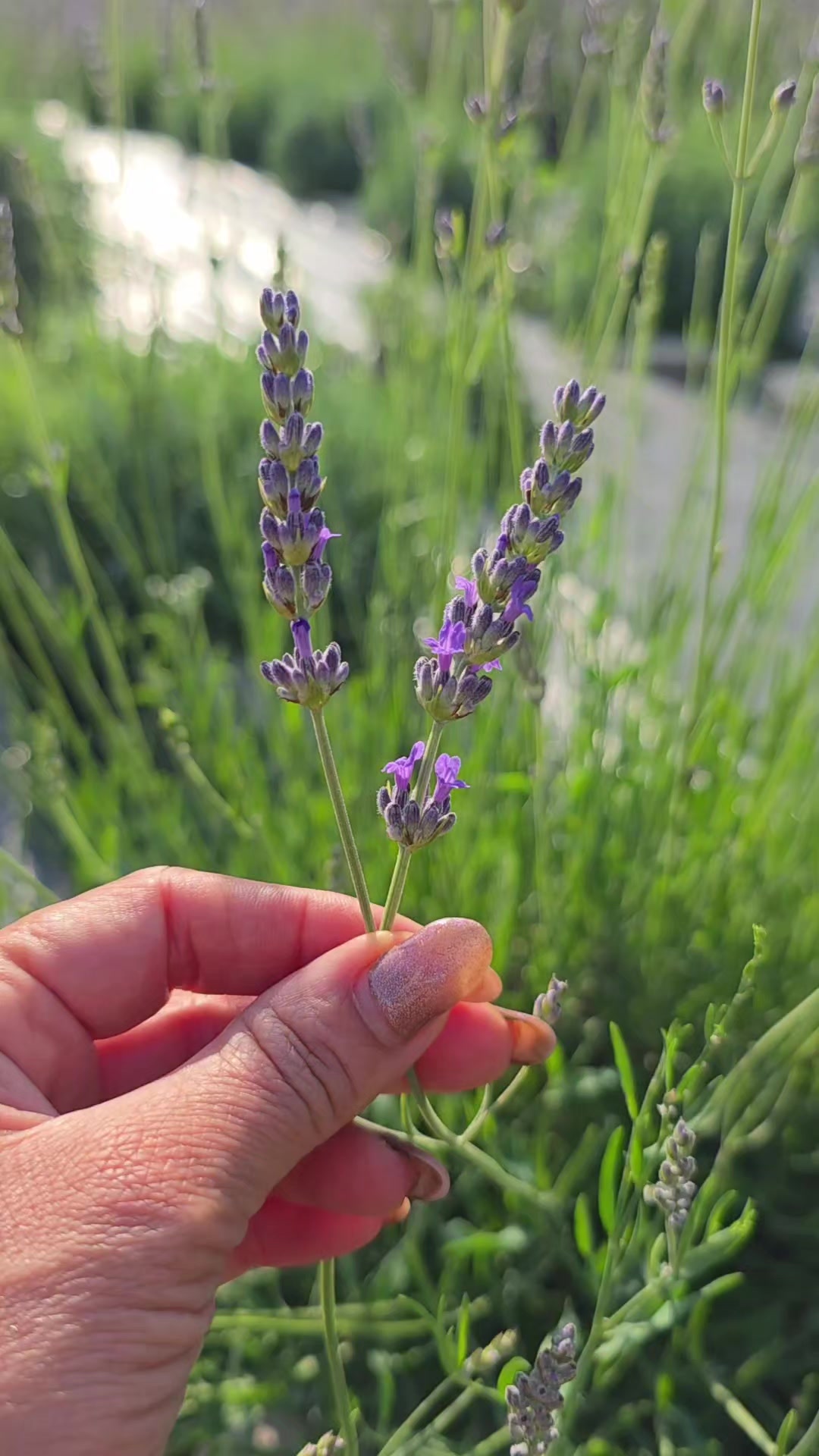 @Aria Lavender