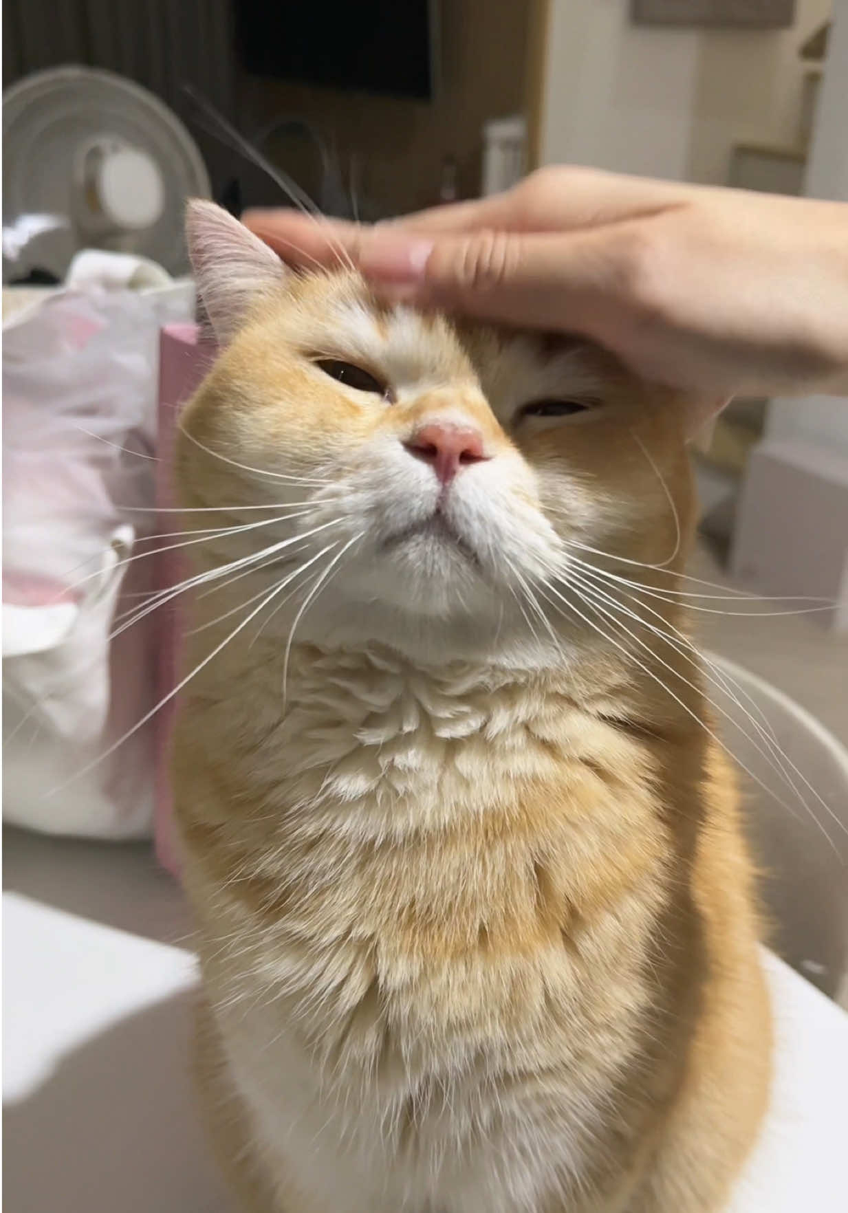 @ชิเอลแมวมึน 😺