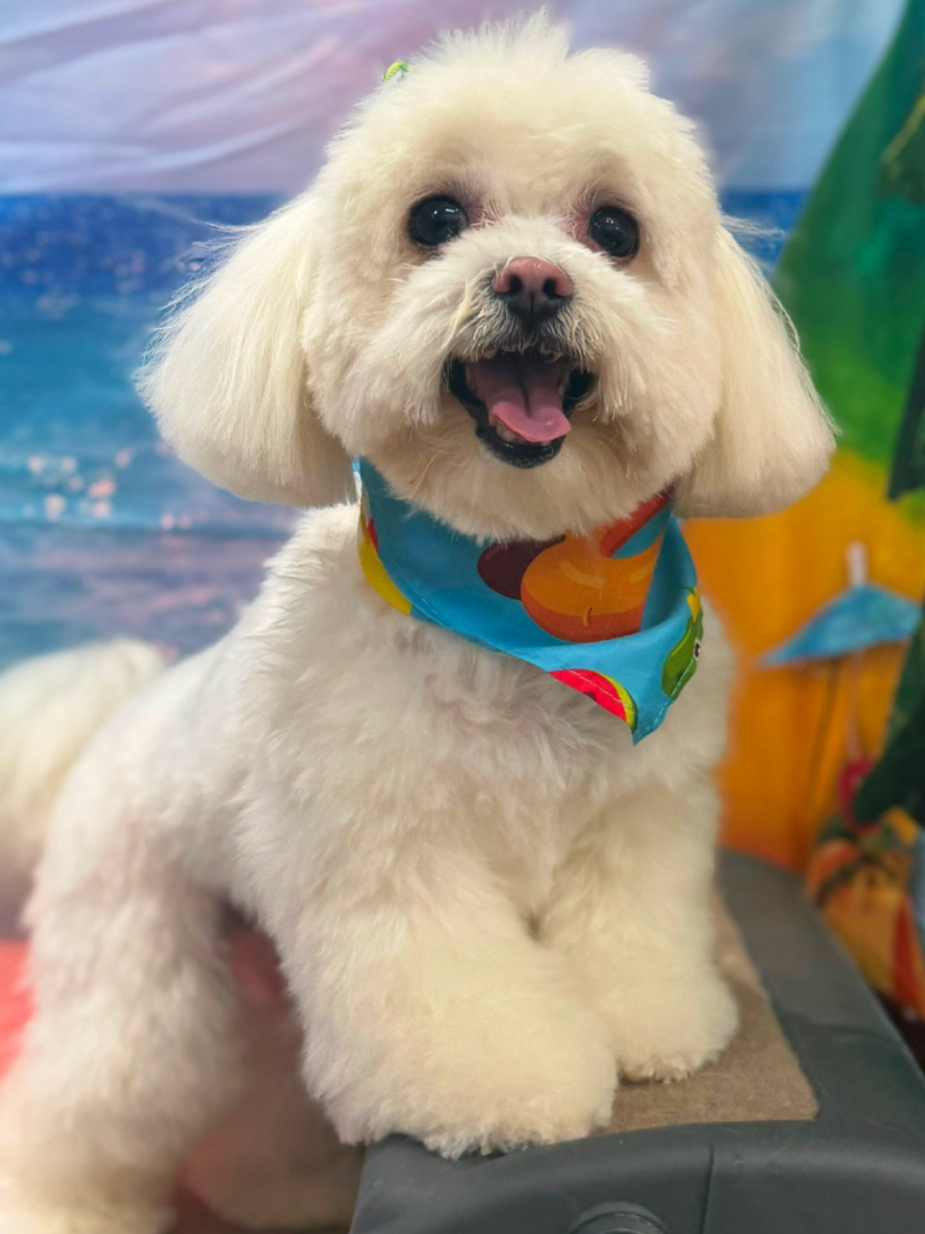 @Petness_Wandererhub