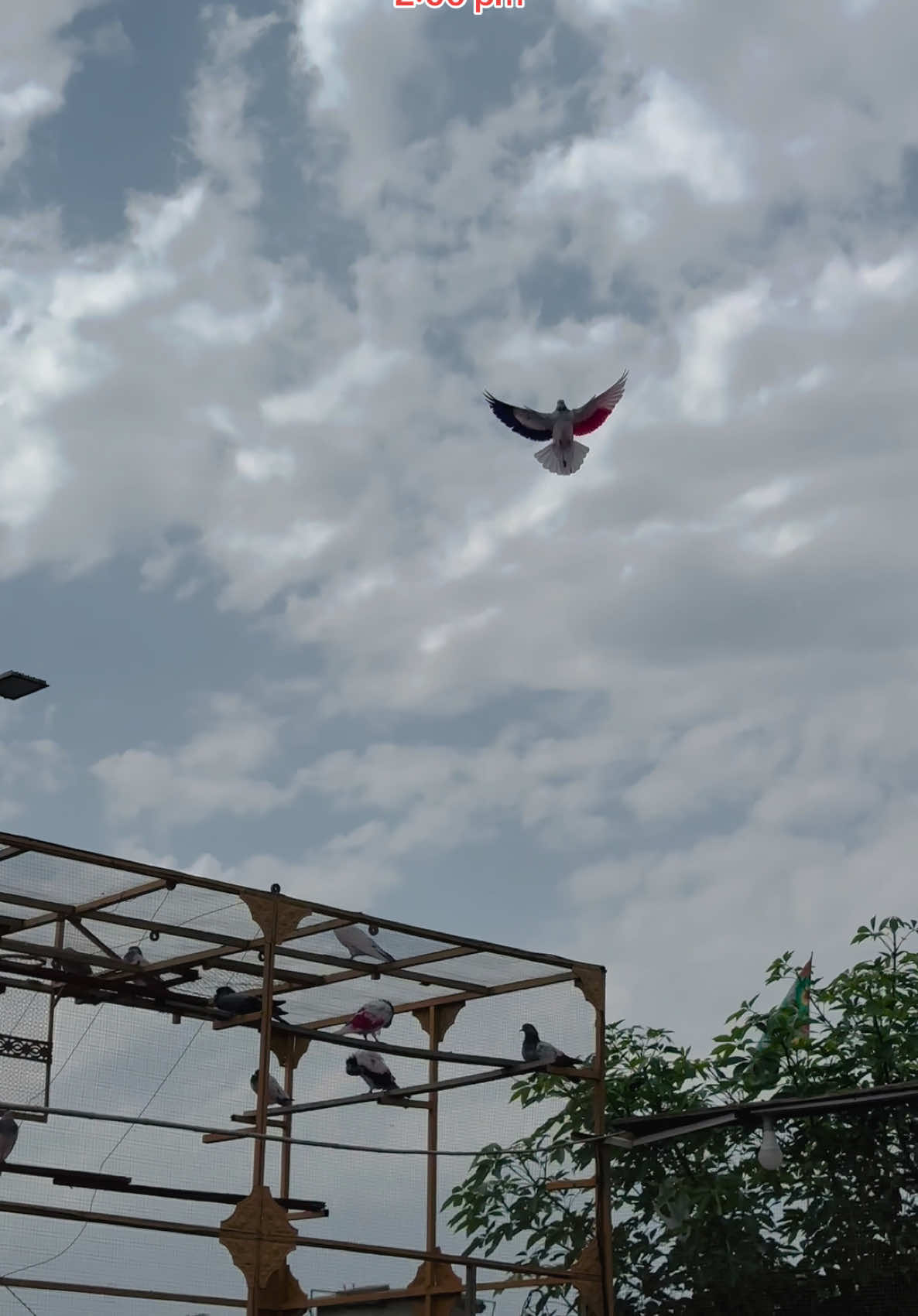 @Dar pigeons club