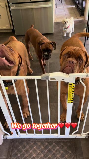 @Cheryl dog mom