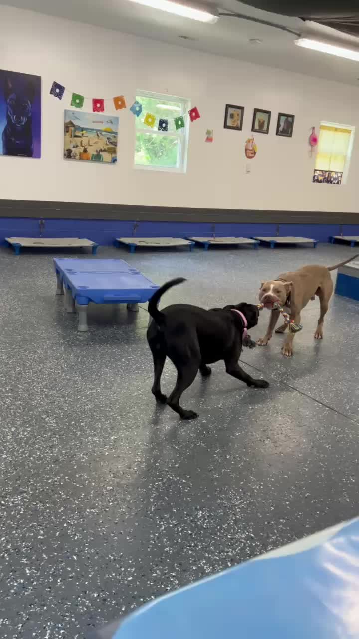 @Jay TheDog Trainer