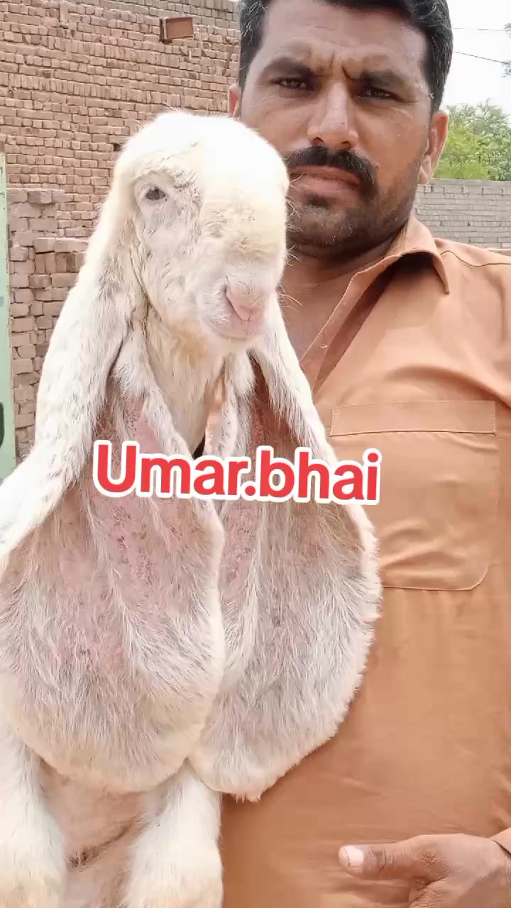 @Umar Farooq