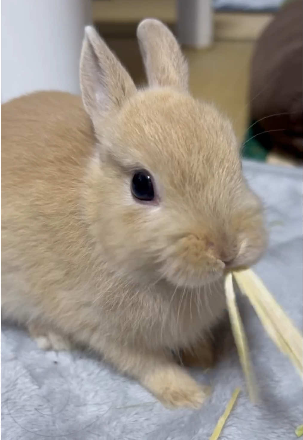 @코유ちゃんᲘ𐑼♡
