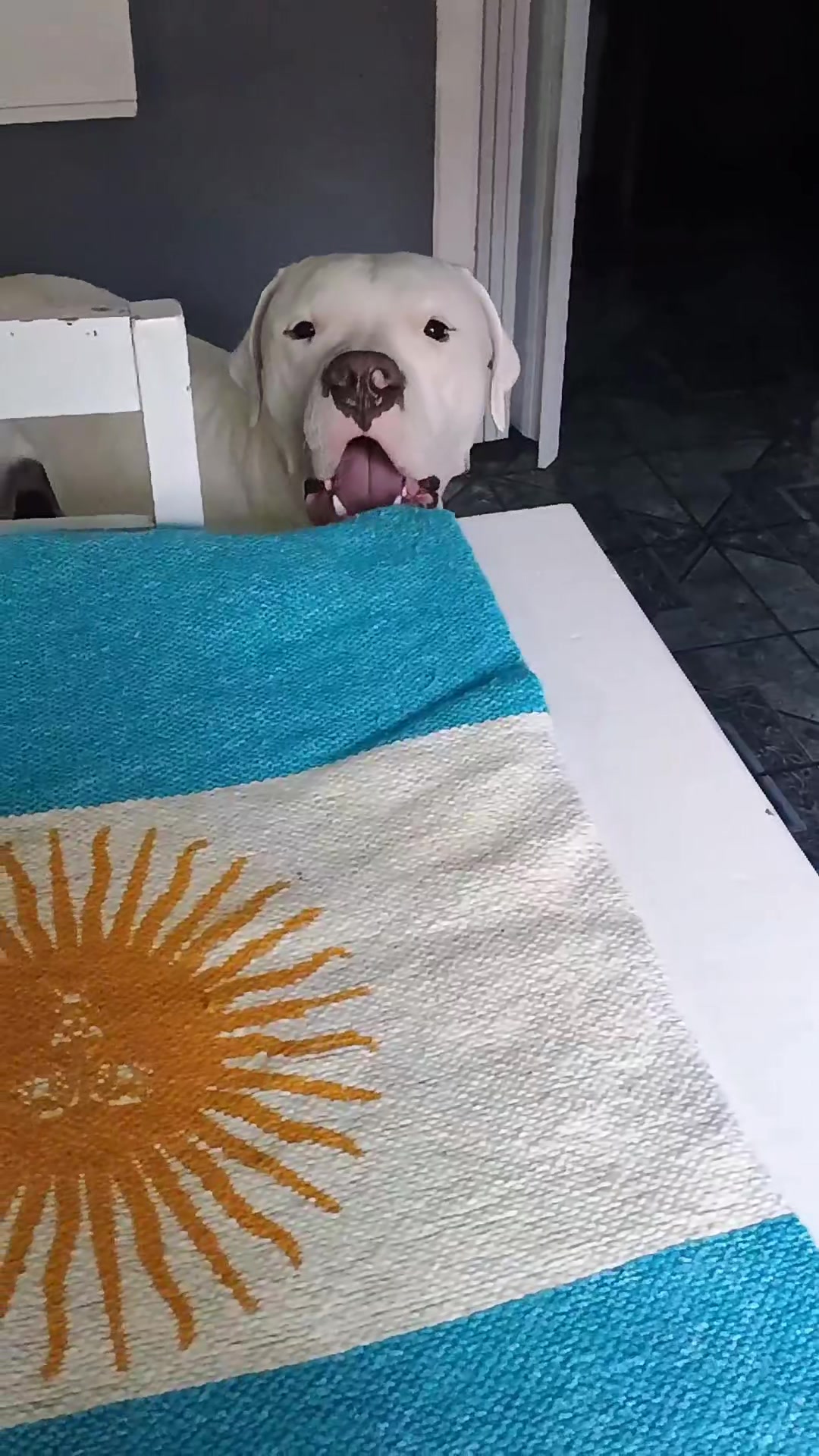 @Flor&Tango Dogo Argentino 🇦🇷