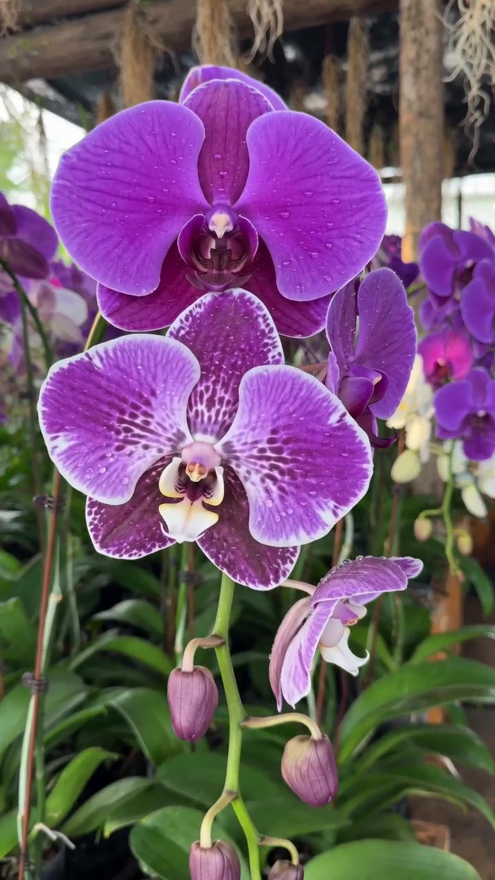 @Orchidique