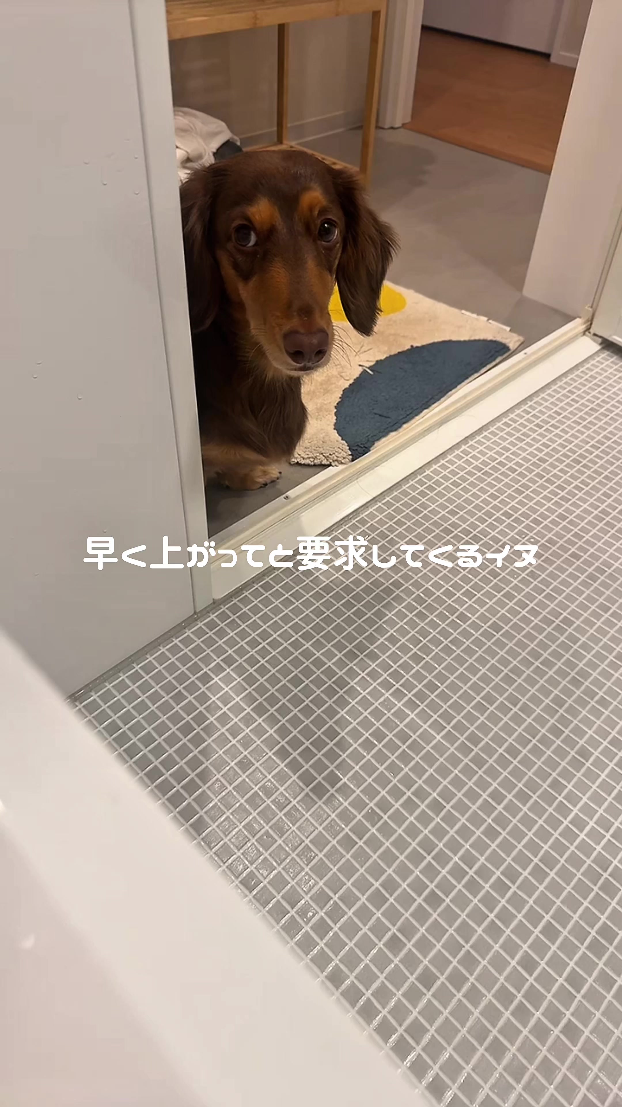 @ミニチュアダックスフンド_まろん