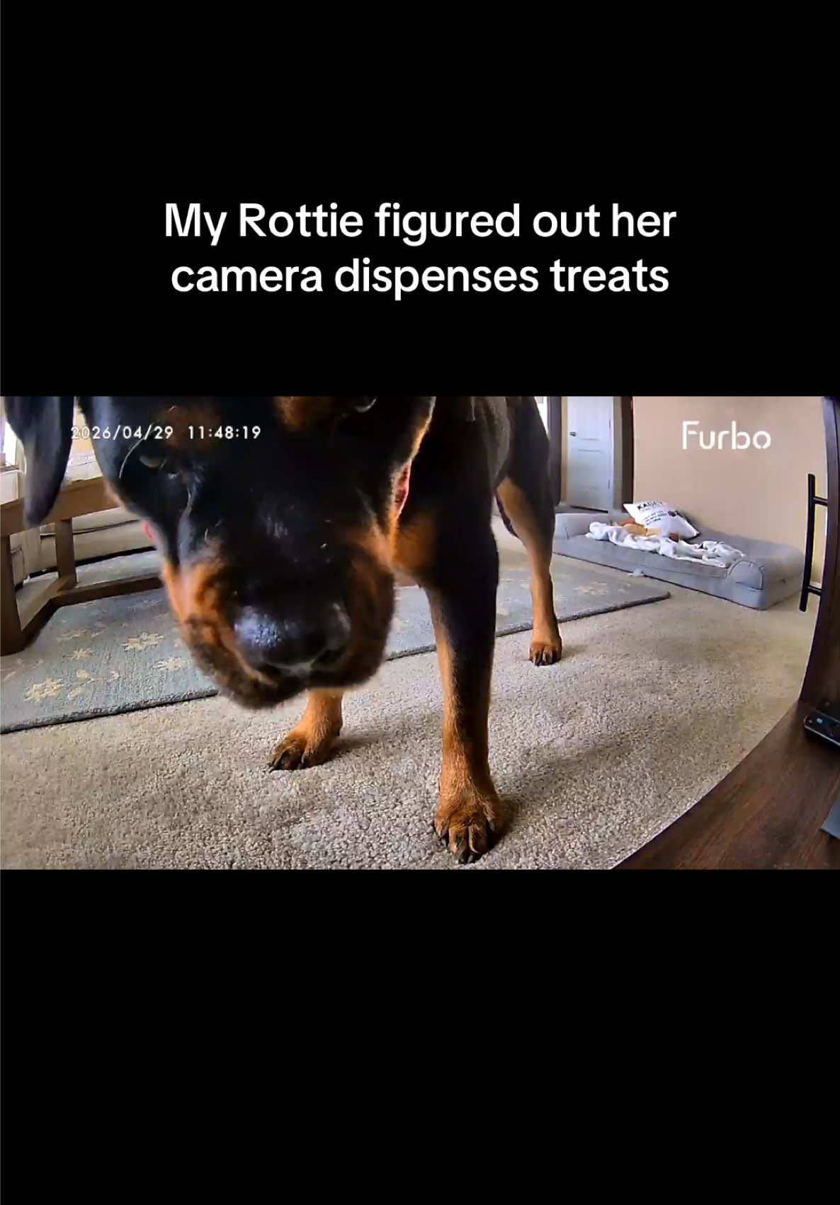 @Kasey the Rottie