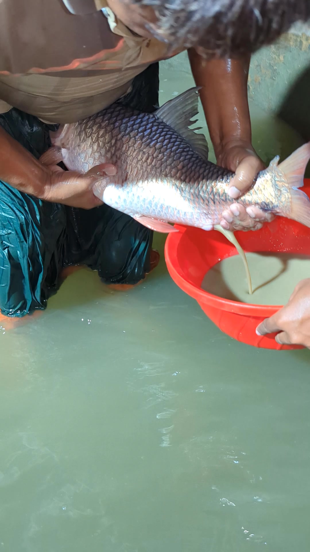 @Fish Lovers Bangladesh
