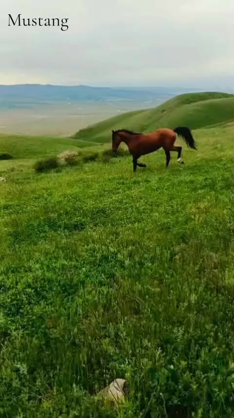@Վաչե Գևորգյան