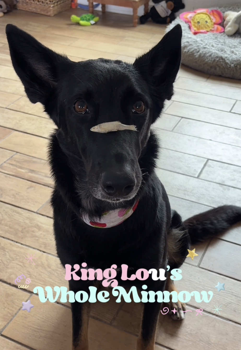 @Ava Noel 🐶💗🐾