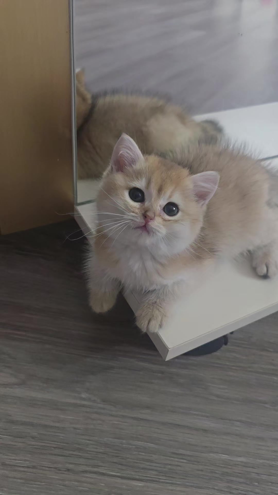 @Zoo_JASMİN🦂🥰