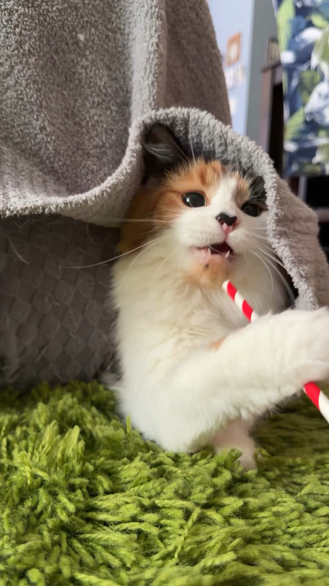@The Oreo Cat