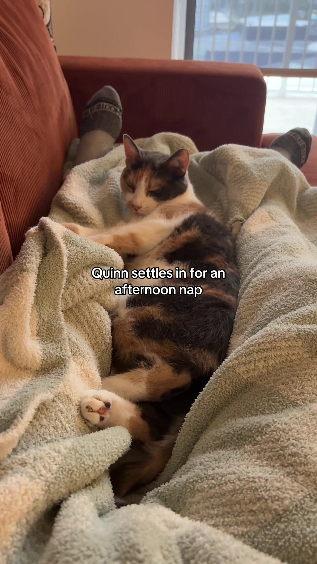 @Quinn The Calico