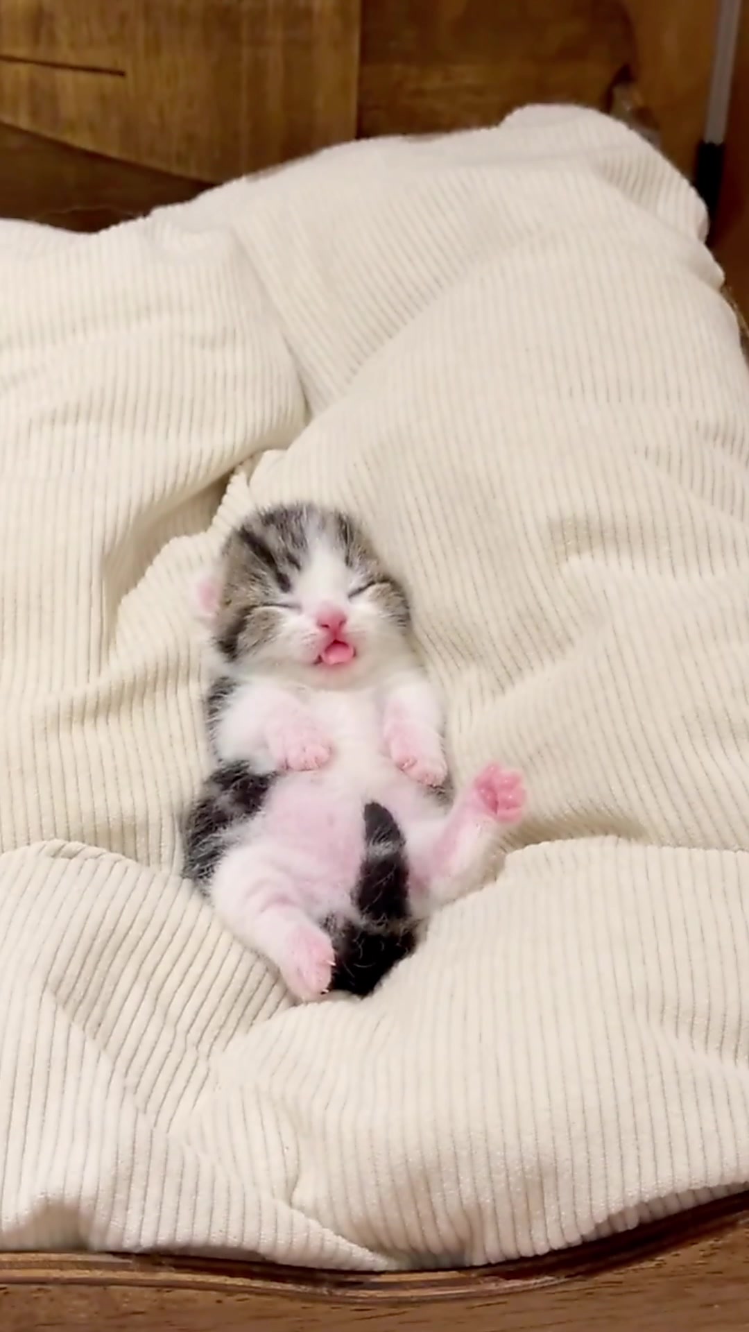 @catbosssss