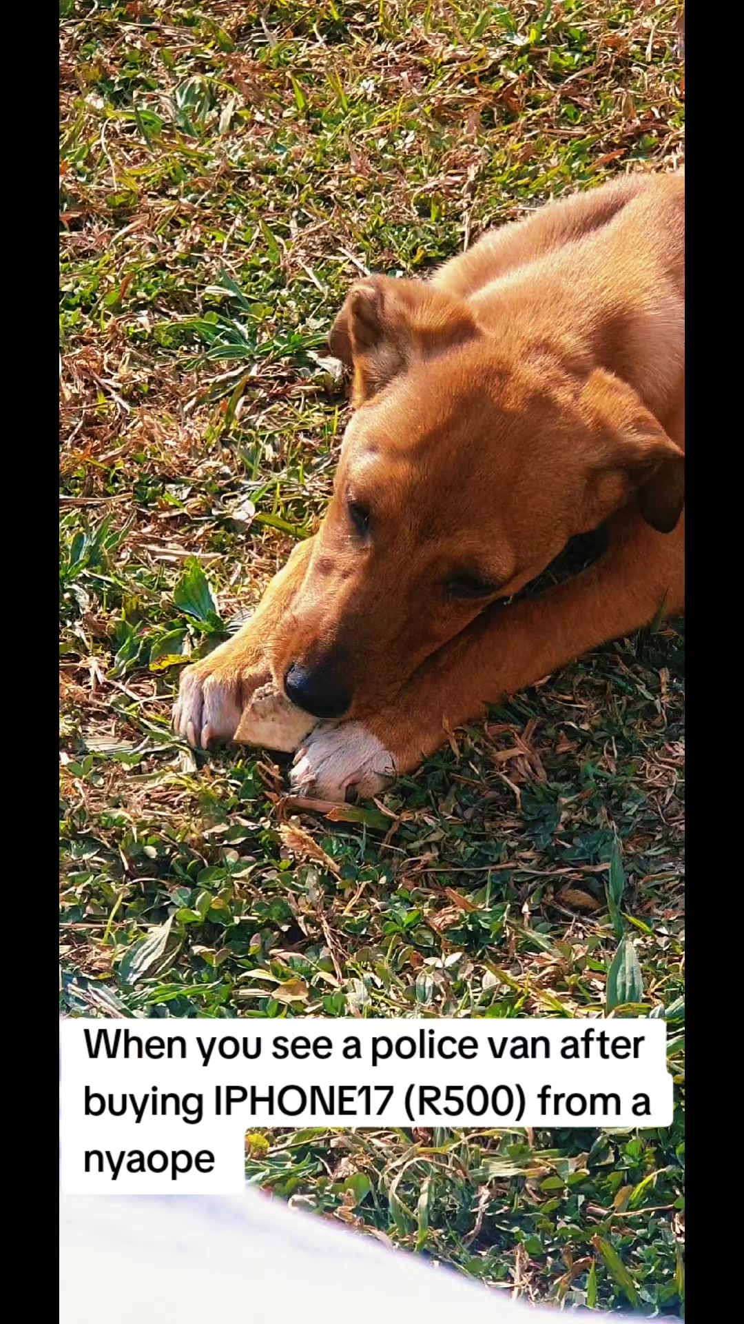 @LifeWithSummerAndShepherd
