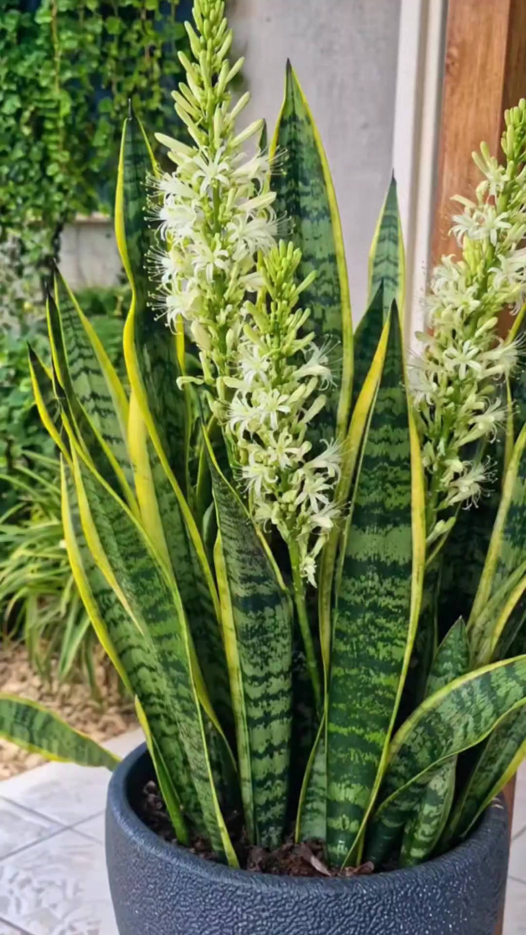 @Dicas e Receitas Naturais