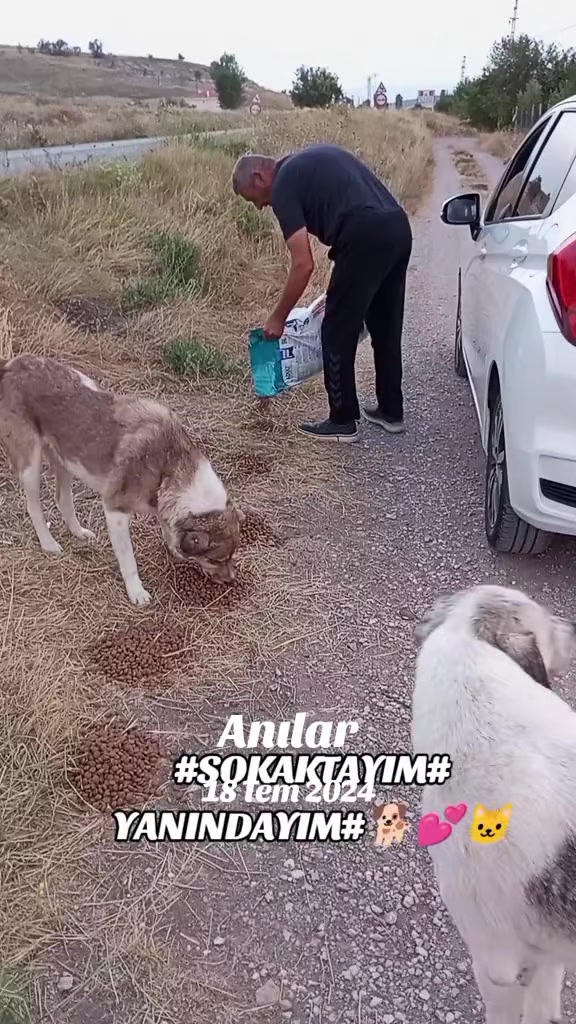 @UMUT BEKLEYEN PATİLER, 🐶💕🐱?