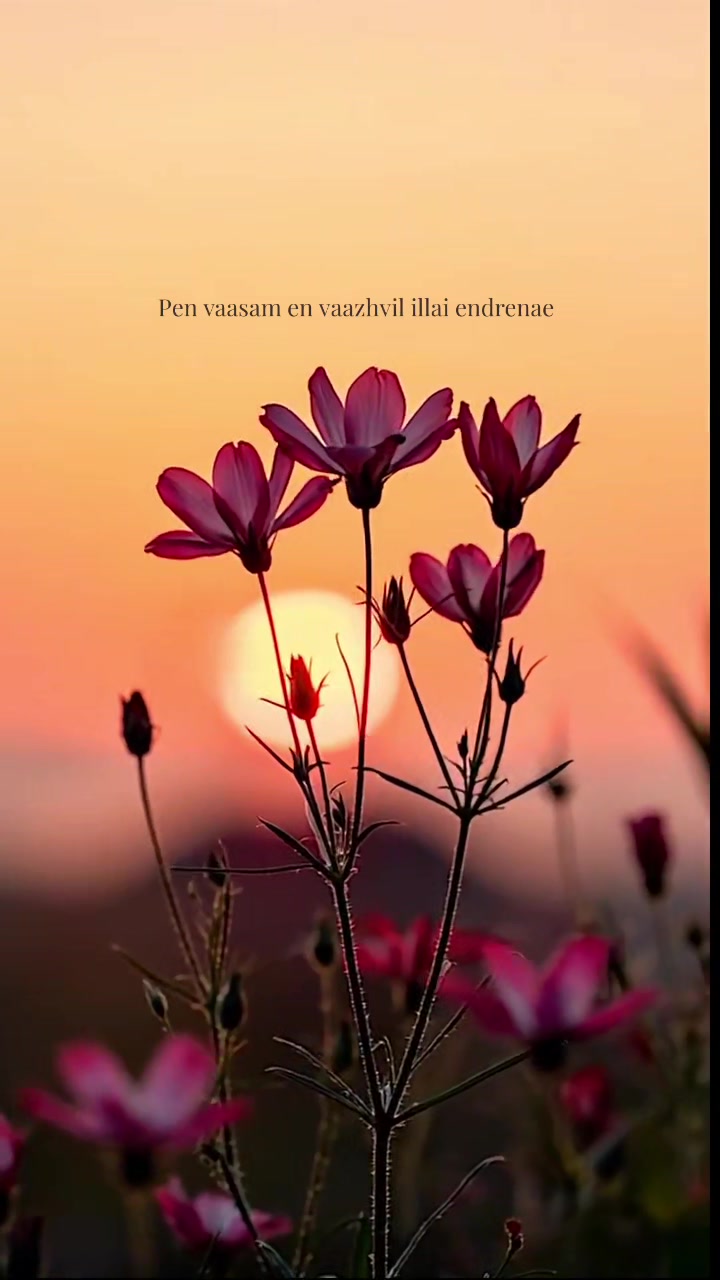 @. ηαη∂у .
